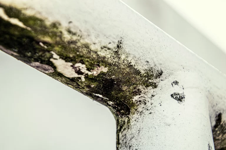 Mold - Untreated1