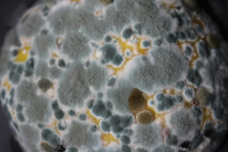 Mold - Untreated3