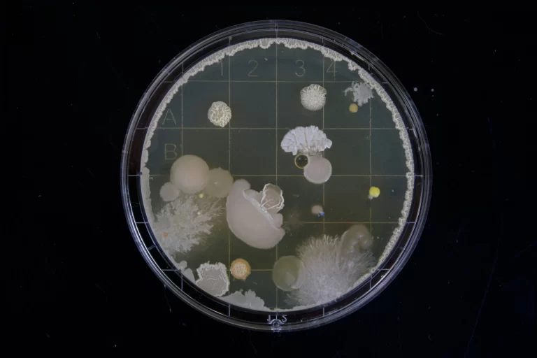Mold - Untreated4